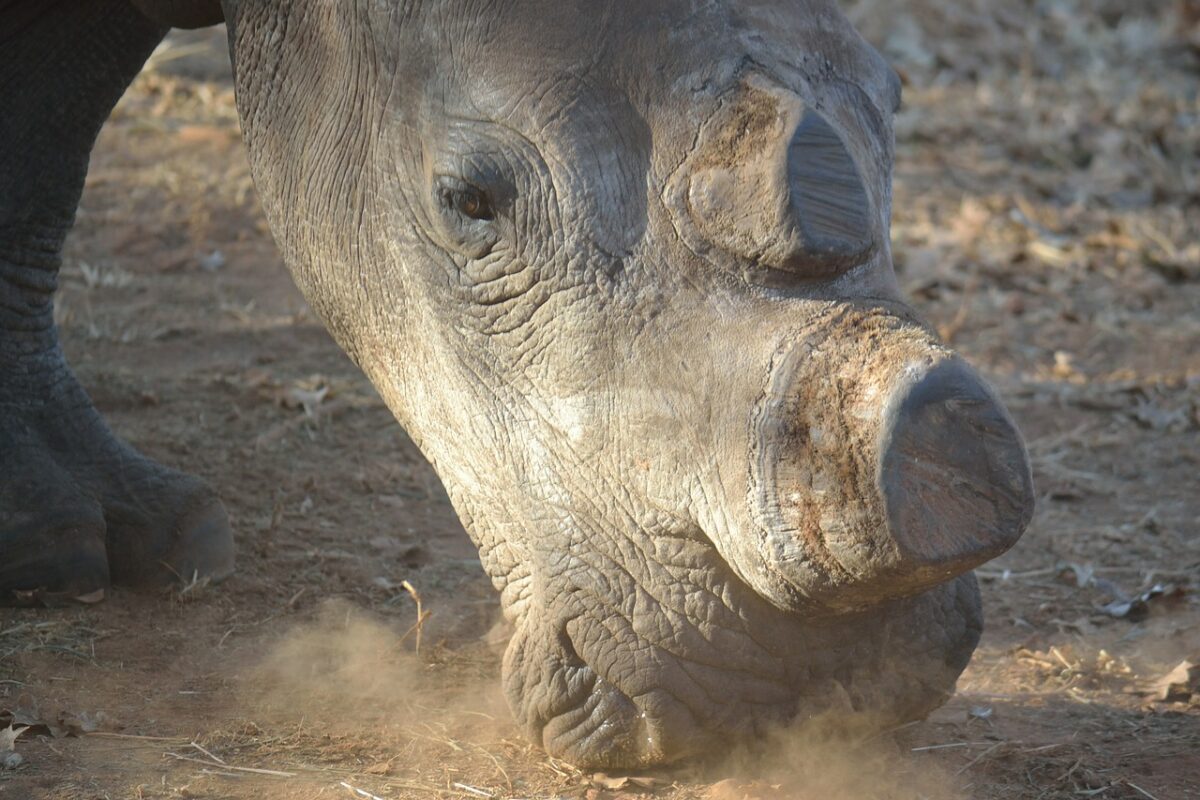 Dehorned White Rhino