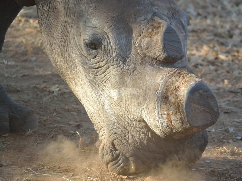 Dehorned White Rhino