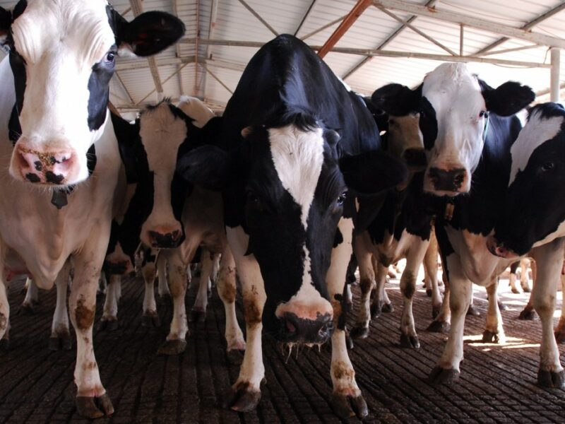 Dairy cows in central Israel. Photo by Gili Yaari/Flash90.