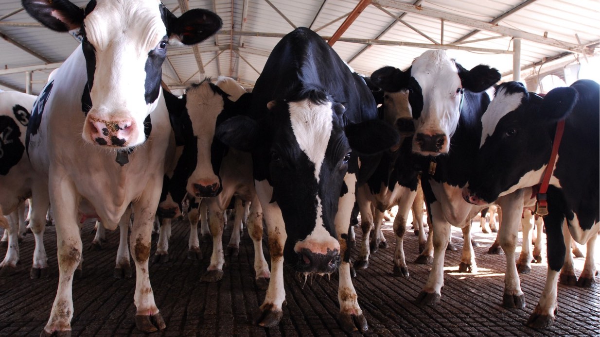 Dairy cows in central Israel. Photo by Gili Yaari/Flash90.