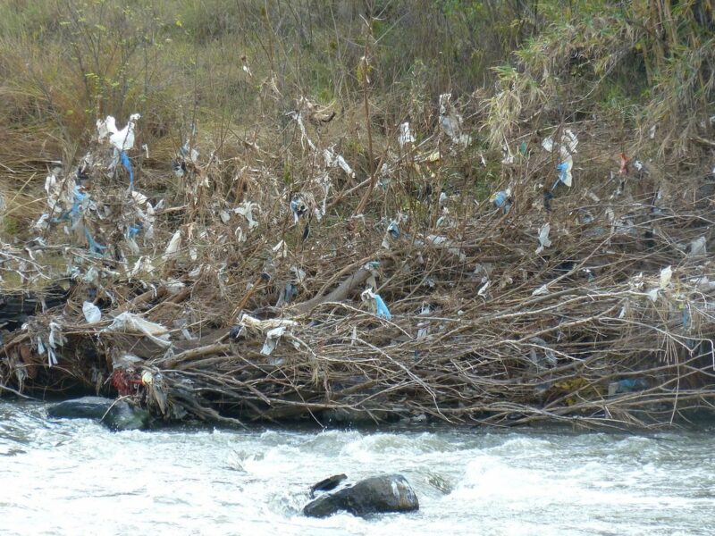 Plastic bags deposited on broken tree branches on the banks of Crocodile River. By JMK, commons.