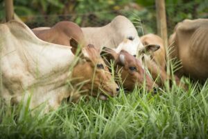 Cows’ milk yields rise when they eat Brachiaria grass. Eric Ouma/ILRI