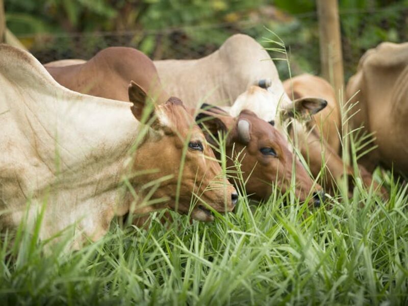 Cows’ milk yields rise when they eat Brachiaria grass. Eric Ouma/ILRI
