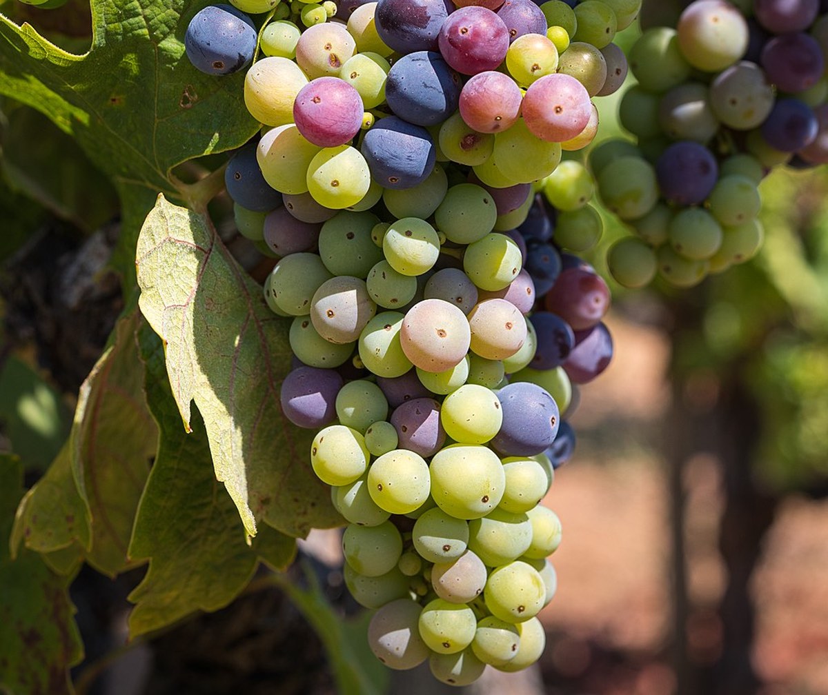 Zinfandel grapes; By Frank Schulenburg; https://creativecommons.org/licenses/by-sa/4.0/