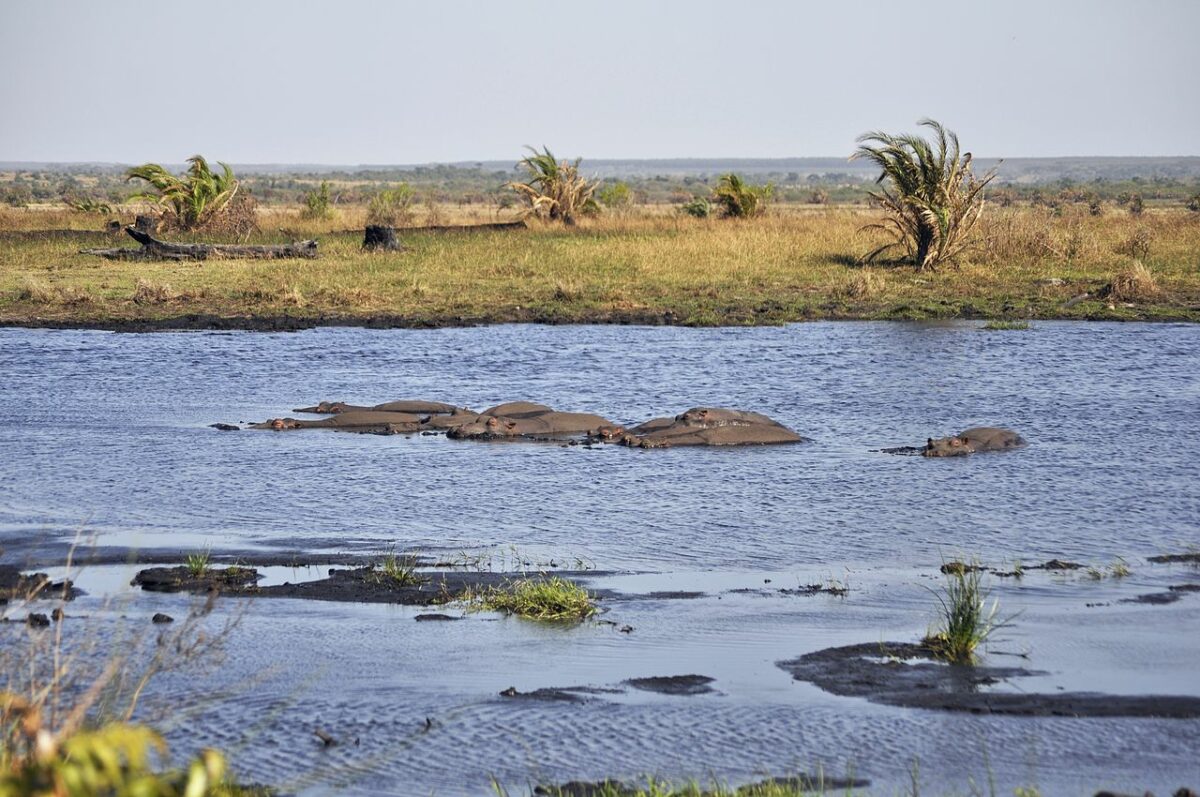 Isimangaliso Wetland Park; Photo by Darren Glanville, Creative Commons 2.0 https://creativecommons.org/licenses/by-sa/2.0/deed.en