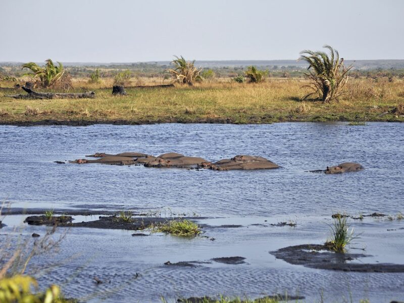 Isimangaliso Wetland Park; Photo by Darren Glanville, Creative Commons 2.0 https://creativecommons.org/licenses/by-sa/2.0/deed.en