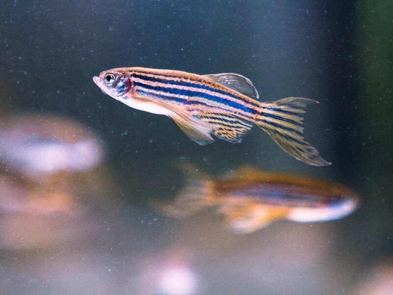 Zebrafish are genetically similar to humans. Damien Schumann