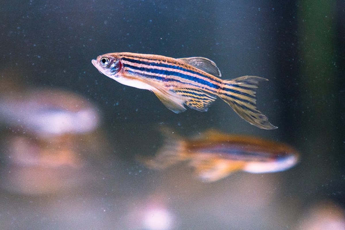 Zebrafish are genetically similar to humans. Damien Schumann