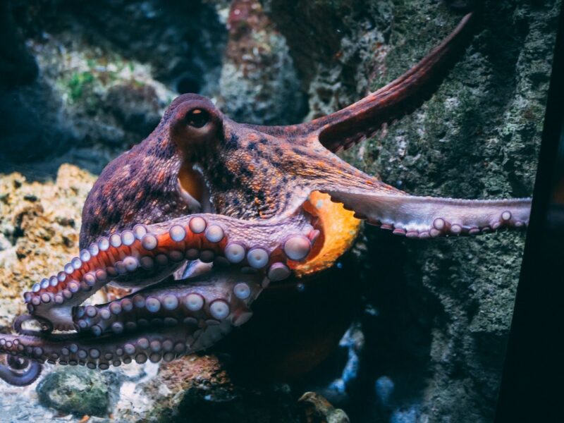 Octopus, by Diane Picchiottino, Unsplash.