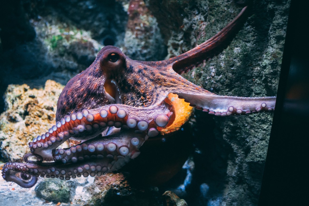 Octopus, by Diane Picchiottino, Unsplash.