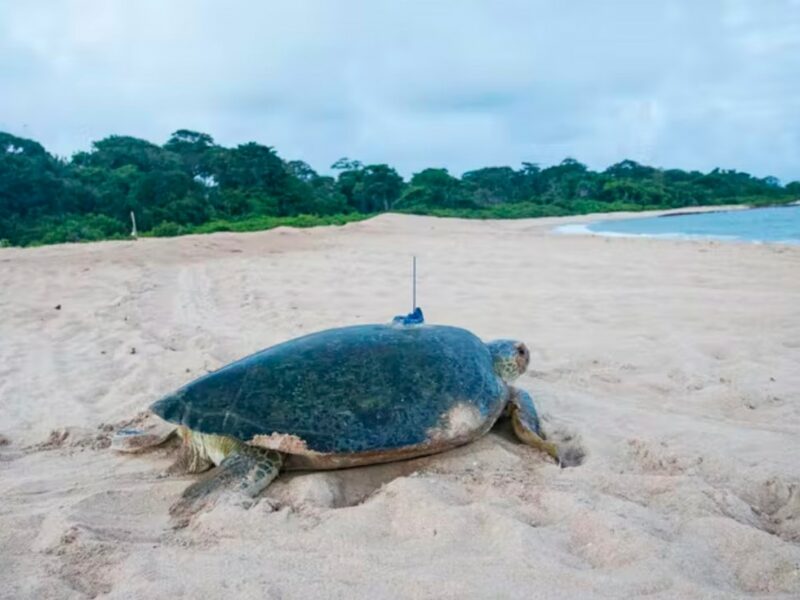 A green turtle with a satellite tag at Poilão Island, Guinea-Bissau. Photo- Miguel Varela