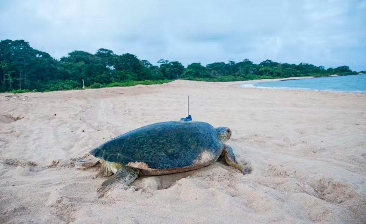 A green turtle with a satellite tag at Poilão Island, Guinea-Bissau. Photo- Miguel Varela