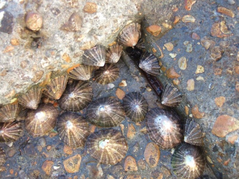 Limpets had the highest concentrations of chemical compounds compared to other marine organisms studied. Image by Ella Patenall, Flickr https://creativecommons.org/licenses/by/2.0/
