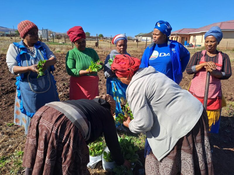 In Qamata Village near Cofimvaba, DA helps to empower local women by donating seedlings for them to grow their own crops, feed their families and sell their produce. Courtesy: DA.