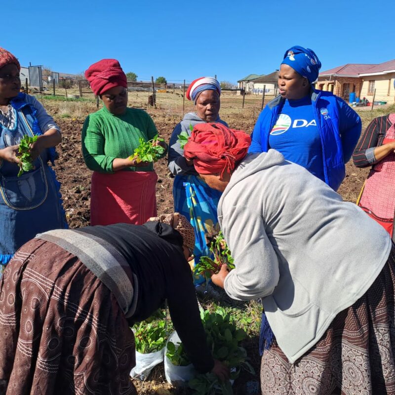 In Qamata Village near Cofimvaba, DA helps to empower local women by donating seedlings for them to grow their own crops, feed their families and sell their produce. Courtesy: DA.