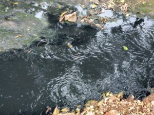 Palmistry river, KZN, is black because of sewage contamination. Courtesy: Martin Meyer, DA.