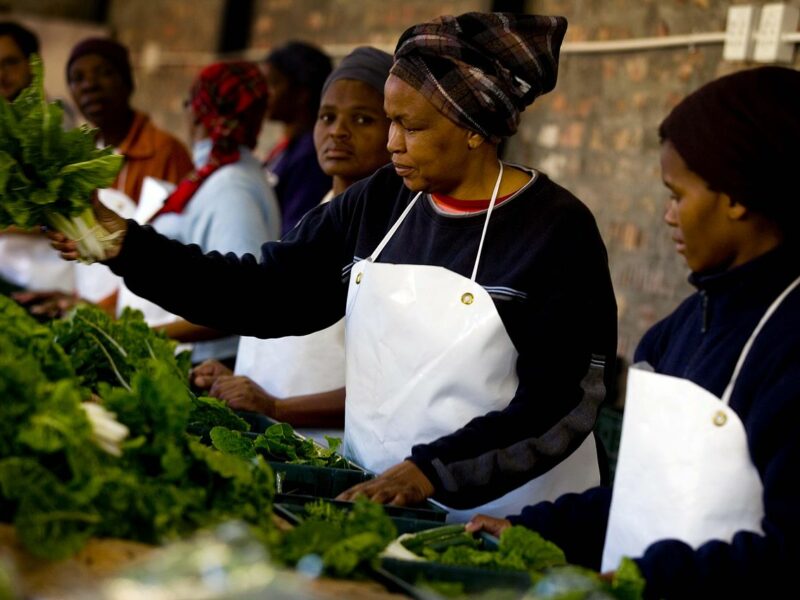 Women pack boxes of fresh vegetables in Guguletu, Cape Town, South Africa. They are part of the Abalimi Bezehkaya project that teaches people better farming techniques and sells fresh produce weekly to generate incomes for the farmers involved. June 2009, Kate Holt/AusAID, Africa Food Security 23, commons. https://creativecommons.org/licenses/by/2.0/deed.en