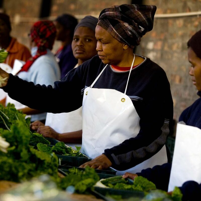 Women pack boxes of fresh vegetables in Guguletu, Cape Town, South Africa. They are part of the Abalimi Bezehkaya project that teaches people better farming techniques and sells fresh produce weekly to generate incomes for the farmers involved. June 2009, Kate Holt/AusAID, Africa Food Security 23, commons. https://creativecommons.org/licenses/by/2.0/deed.en