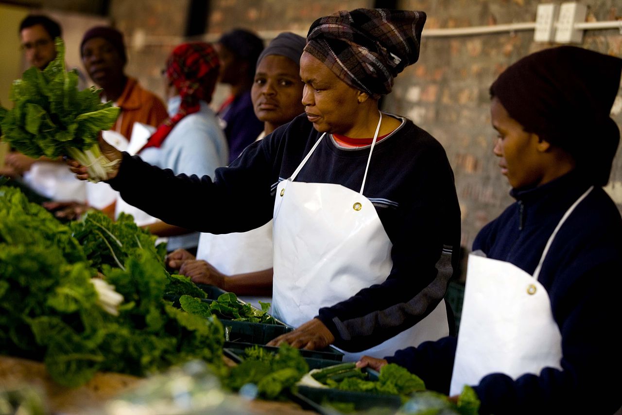 Women pack boxes of fresh vegetables in Guguletu, Cape Town, South Africa. They are part of the Abalimi Bezehkaya project that teaches people better farming techniques and sells fresh produce weekly to generate incomes for the farmers involved. June 2009, Kate Holt/AusAID, Africa Food Security 23, commons. https://creativecommons.org/licenses/by/2.0/deed.en