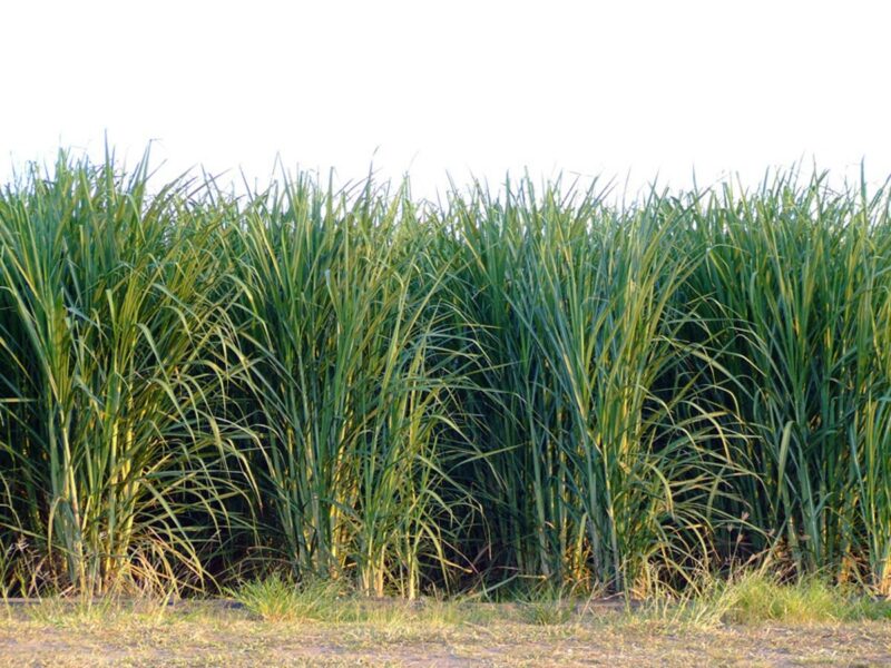 Rows of sugarcane somewhere in Northern Queensland, Australia. November 2007, Flickr: Sugar Cane 2, Phil. https://creativecommons.org/licenses/by/2.0/deed.en