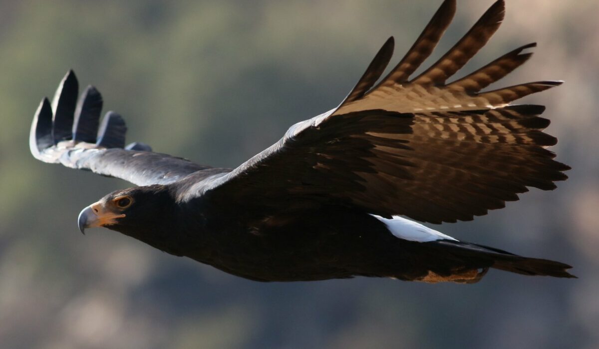 Verreaux's Eagle (Black Eagle), Aquila verreauxii, at Walter Sisulu National Botanical Garden, Gauteng, South Africa. By Derek Keats, Flickr, https://creativecommons.org/licenses/by/2.0/.