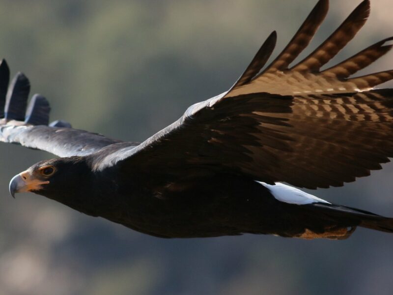 Verreaux's Eagle (Black Eagle), Aquila verreauxii, at Walter Sisulu National Botanical Garden, Gauteng, South Africa. By Derek Keats, Flickr, https://creativecommons.org/licenses/by/2.0/.