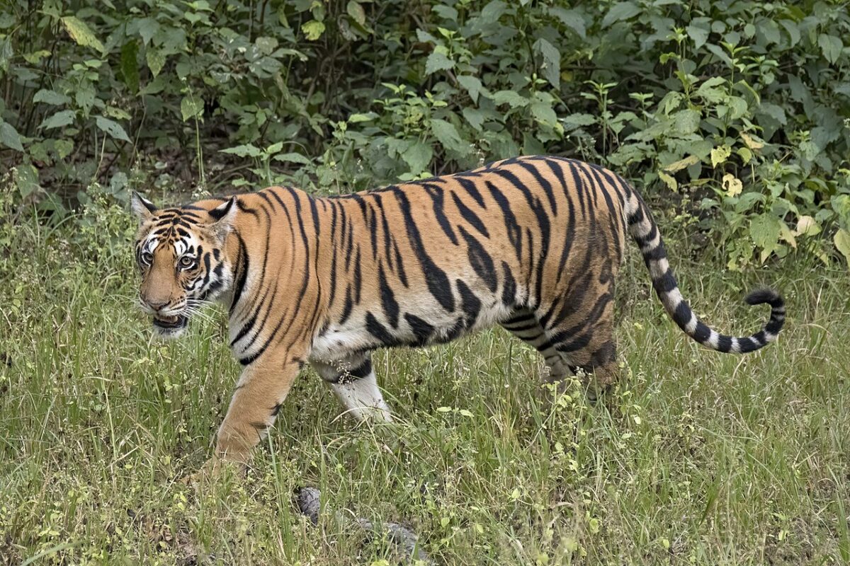 Bengal tiger, Kanha National Park, India, 2017. By Charles James Sharp, commons. This imagine was nominated for Wikipedia Featured Images. https://creativecommons.org/licenses/by-sa/4.0/deed.en