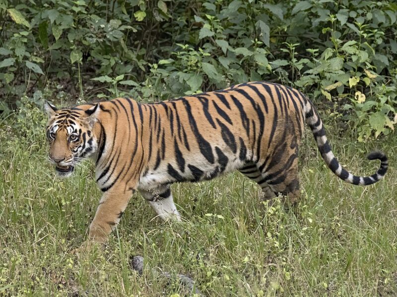 Bengal tiger, Kanha National Park, India, 2017. By Charles James Sharp, commons. This imagine was nominated for Wikipedia Featured Images. https://creativecommons.org/licenses/by-sa/4.0/deed.en