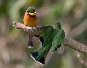 Cinnamon-chested Bee-eater Merops oreobates, Ngorongoro Conservation Area, Tanzania, 13 Sept 2012. By Lip Kee, https://creativecommons.org/licenses/by-sa/2.0/.