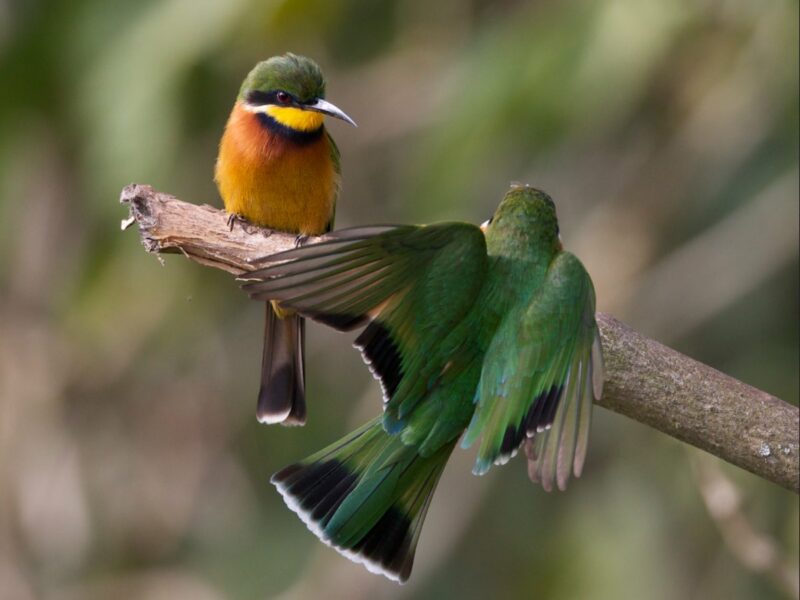 Cinnamon-chested Bee-eater Merops oreobates, Ngorongoro Conservation Area, Tanzania, 13 Sept 2012. By Lip Kee, https://creativecommons.org/licenses/by-sa/2.0/.