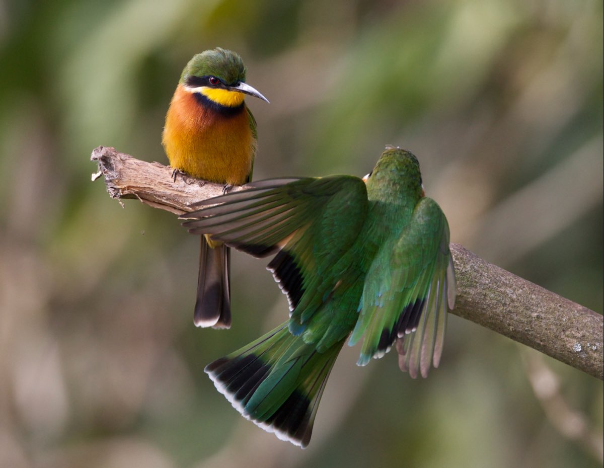 Cinnamon-chested Bee-eater Merops oreobates, Ngorongoro Conservation Area, Tanzania, 13 Sept 2012. By Lip Kee, https://creativecommons.org/licenses/by-sa/2.0/.