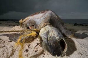 A green turtle on Aldabra entangled in abandoned fishing gear. By Rich Baxter CC BY-NC-ND.