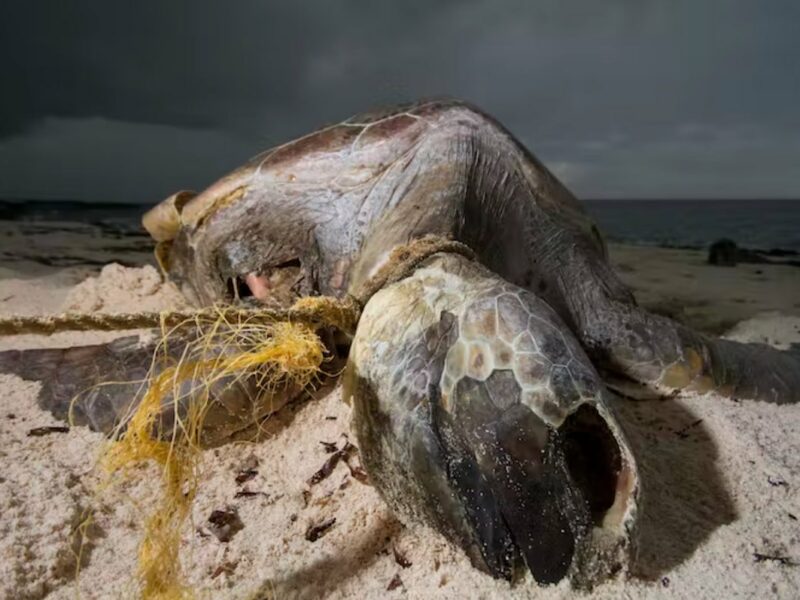 A green turtle on Aldabra entangled in abandoned fishing gear. By Rich Baxter CC BY-NC-ND.