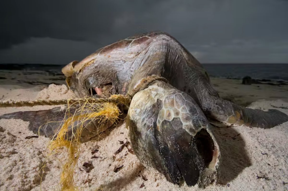 A green turtle on Aldabra entangled in abandoned fishing gear. By Rich Baxter CC BY-NC-ND.